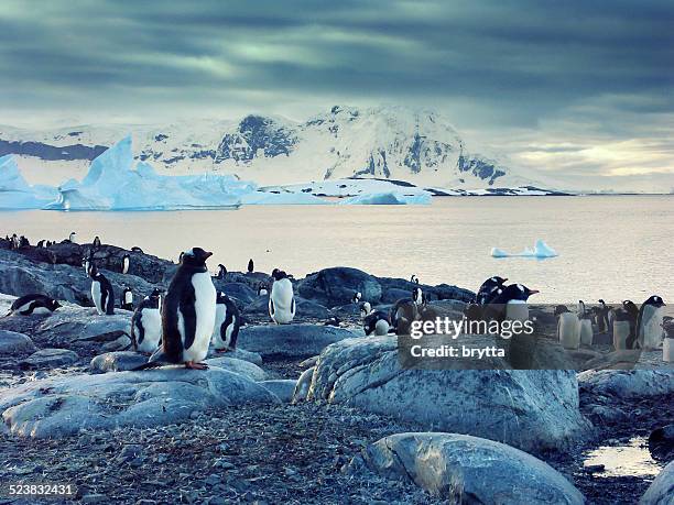 gentoo penguins on the antarctic peninsula - antarktiska halvön bildbanksfoton och bilder