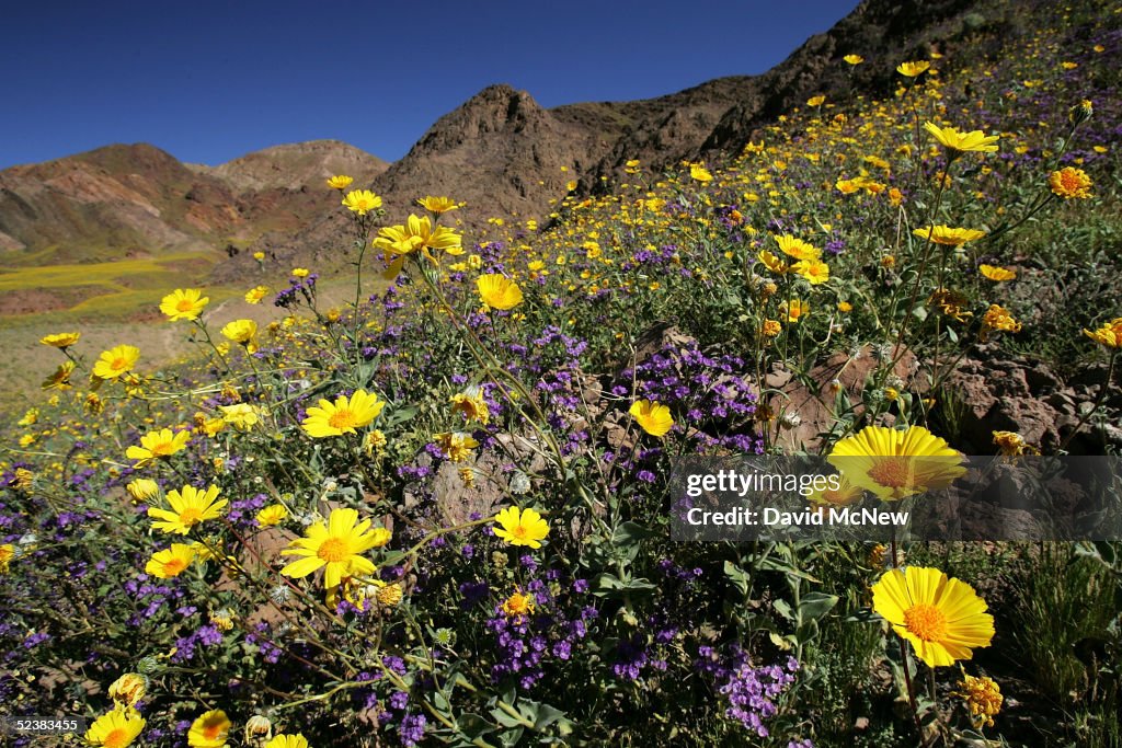 Record Rains Bring Rare Wildflowers To Death Valley