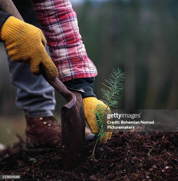 planting a douglas fir - planting stock pictures, royalty-free photos & images