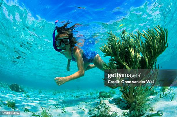 girl snorkeling in the caribbean - belize stock pictures, royalty-free photos & images