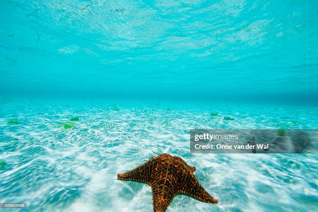 Starfish in Caribbean Sea