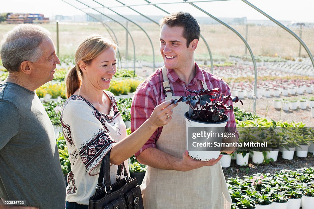 Young male horticulturalist advising customers on potted plant in plant nursery polytunnel