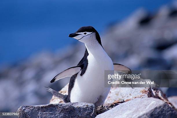 chinstrap penguin - chinstrap penguin fotografías e imágenes de stock