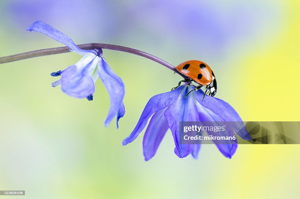 Ladybug on blue wildflower