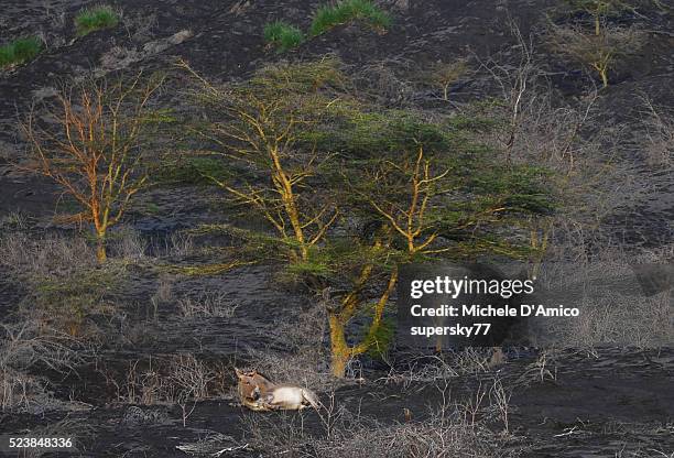 donkey resting on the volcanic ash. - ol doinyo lengai stock pictures, royalty-free photos & images