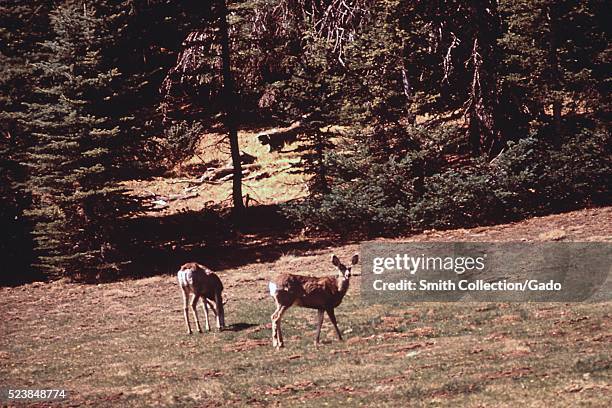 Deer in Kaibab national forest, near the north rim of Grand Canyon. Image courtesy National Archives, Arizona, 1973. .