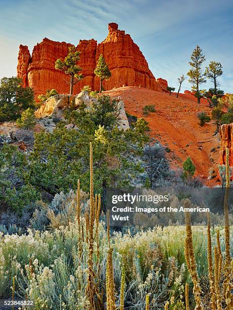 red canyon - rabbit brush stock pictures, royalty-free photos & images