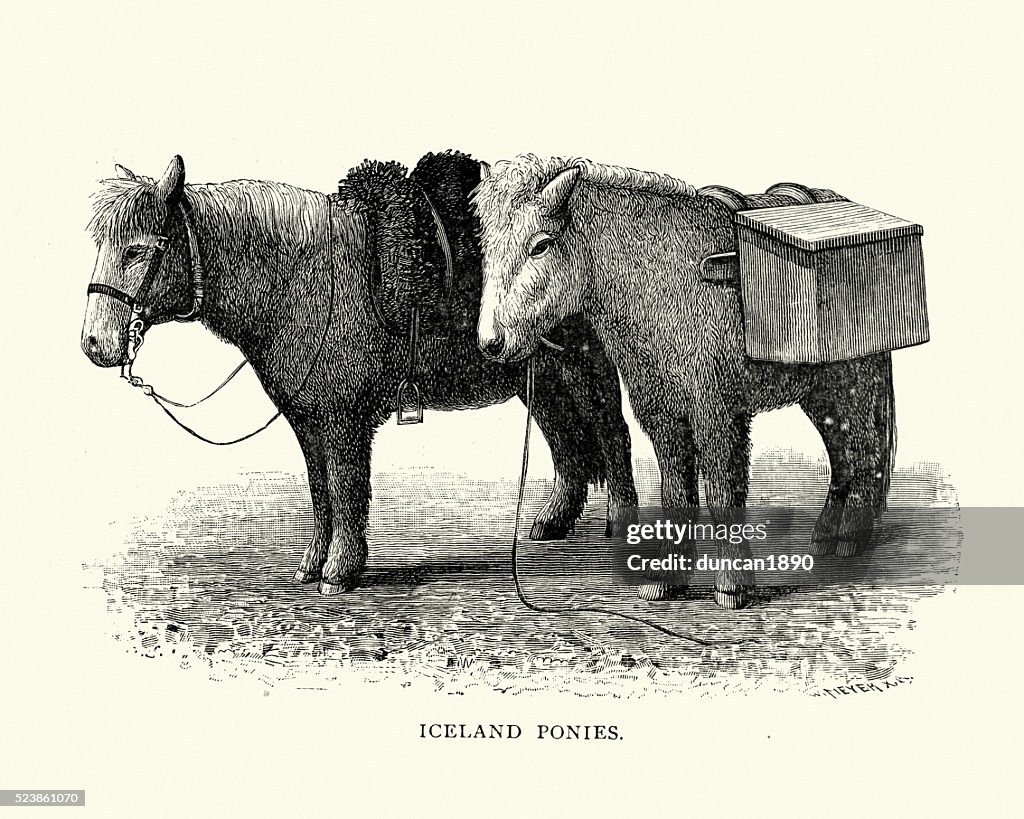 Icelandic horse - Pony