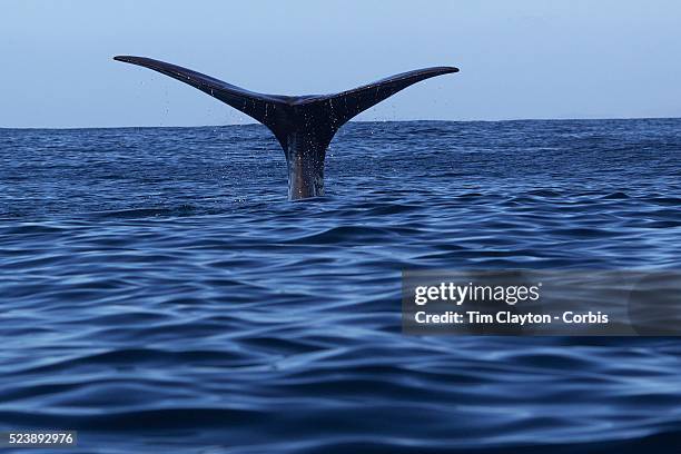 The tail of a Giant Sperm Whale appears above the water as the whale dives.. The whale is viewed from a Whale Watch boat. Whale Watch is New...