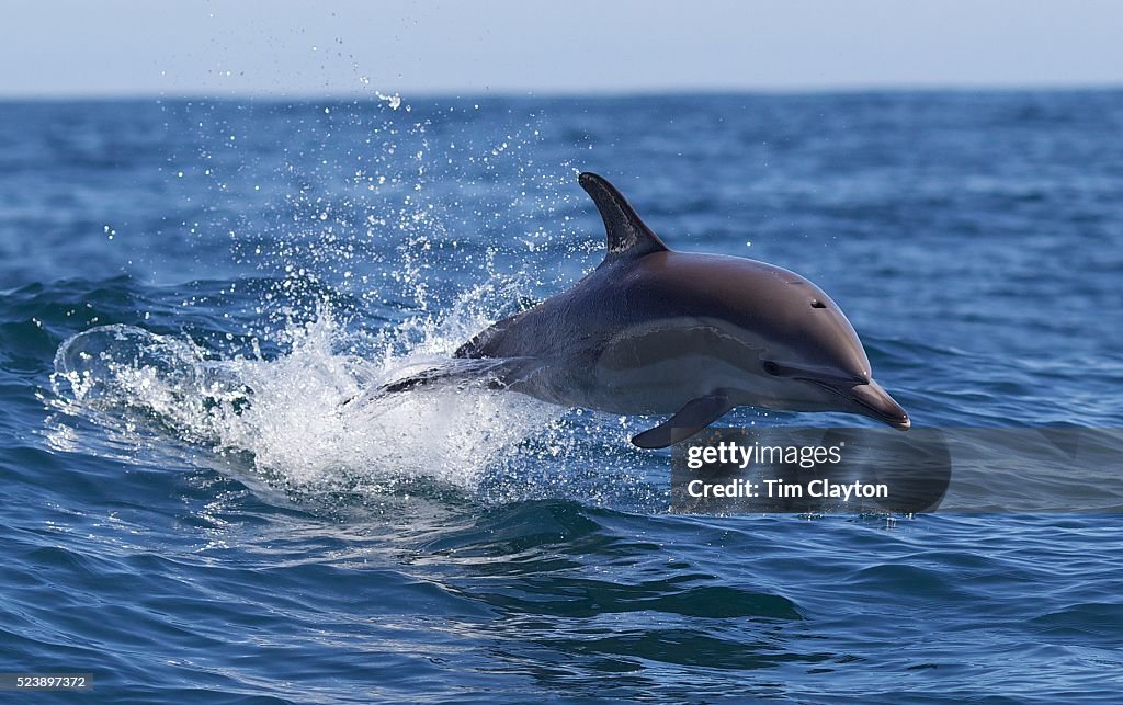 Swimming with Dolphins, Paihia, Bay of Islands, North Island New Zealand.