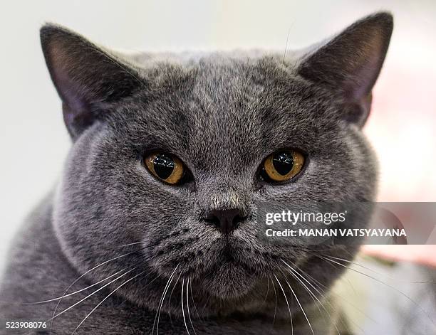 This picture taken on April 24, 2016 shows Caruso, a British shorthair cat, taking part in an international cat show in Shah Alam. Some 200...