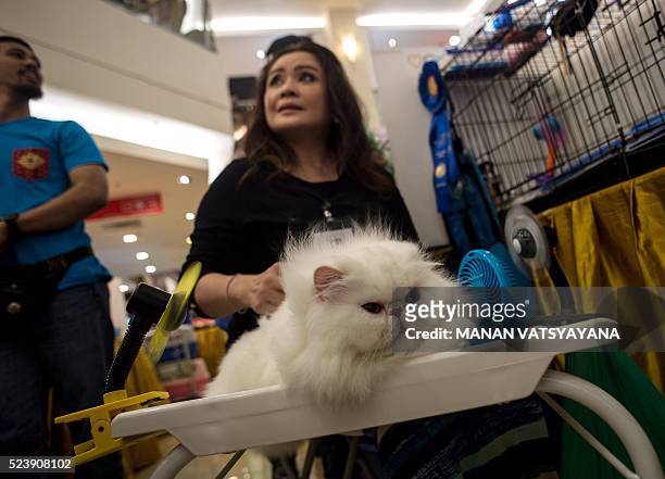 This picture taken on April 24, 2016 shows Persian cat Funky Punky with its owner Zarina being prepared for final judging during an international cat...