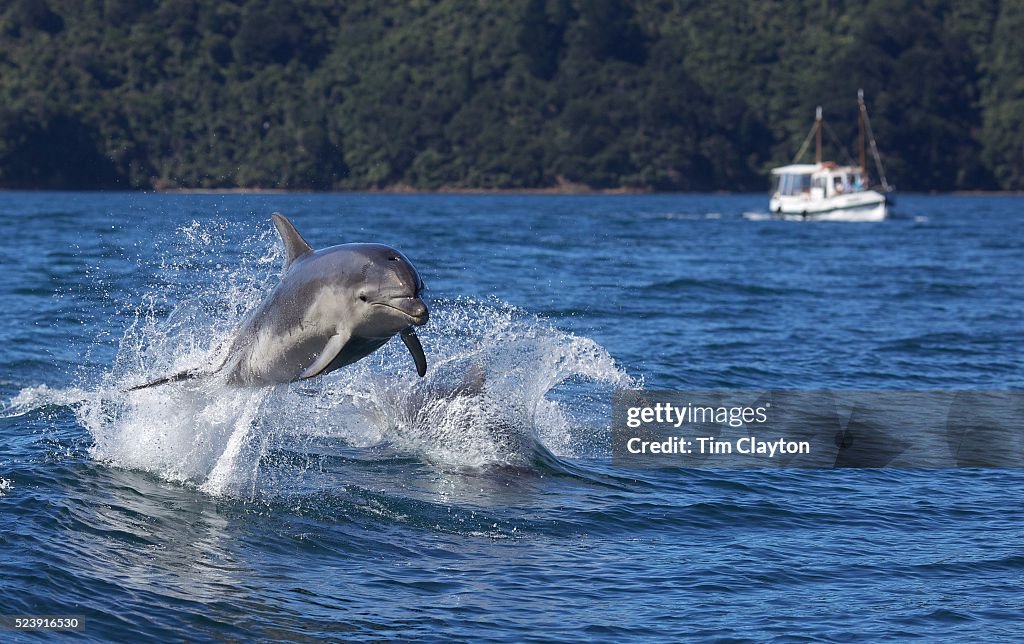 Swimming with Dolphins, Queen Charlotte Sound, Marlborough Sound, South Island, New Zealand