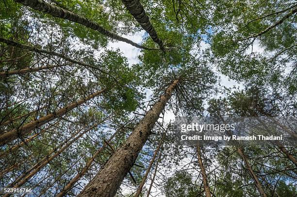 looking up in the woods - berlim stockfoto's en -beelden