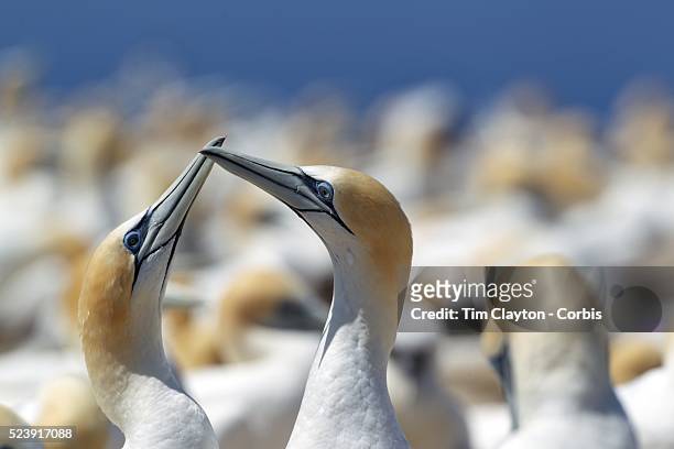 Gannet pairs preen and perform the dance of the gannets' recognition ritual at the Gannet Colony at Cape Kidnappers, Hawkes Bay, New Zealand..The...