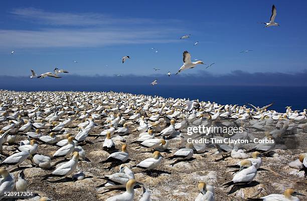 Gannets at the Gannet Colony at Cape Kidnappers, Hawkes Bay, New Zealand..The famous Cape Kidnappers Gannet Colony is the largest most accessible...