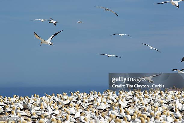 Gannets at the Gannet Colony at Cape Kidnappers, Hawkes Bay, New Zealand..The famous Cape Kidnappers Gannet Colony is the largest most accessible...