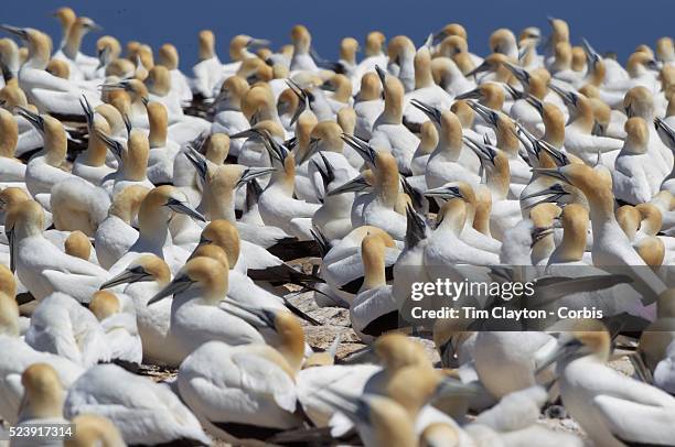 Gannets at the Gannet Colony at Cape Kidnappers, Hawkes Bay, New Zealand..The famous Cape Kidnappers Gannet Colony is the largest most accessible...