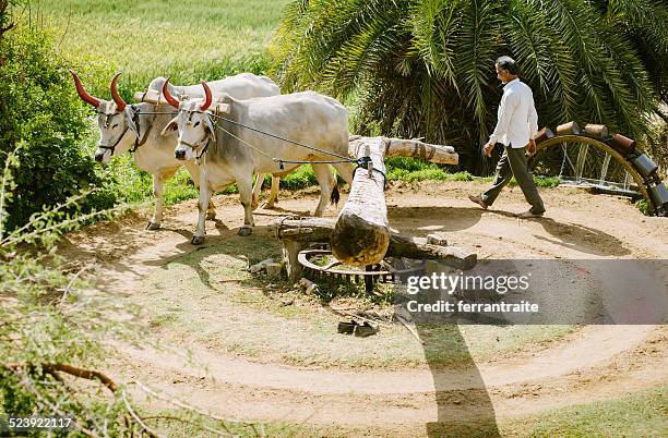 ox driven watel wheel in india - water wheel stock pictures, royalty-free photos & images