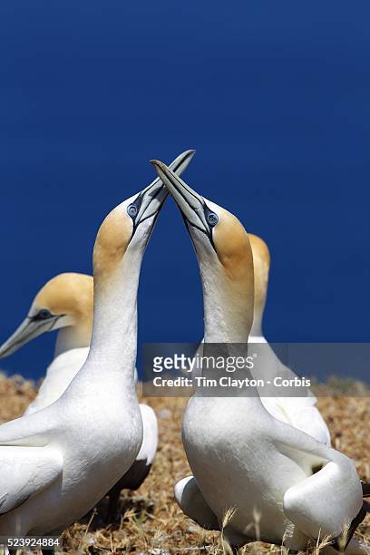 Gannet pairs preen and perform the dance of the gannets' recognition ritual at the Gannet Colony at Cape Kidnappers, Hawkes Bay, New Zealand..The...