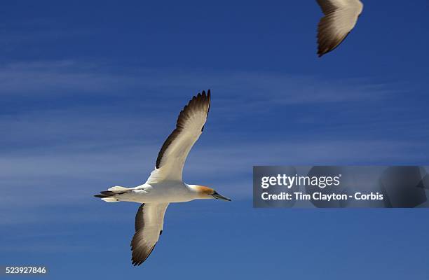 Gannets at the Gannet Colony at Cape Kidnappers, Hawkes Bay, New Zealand..The famous Cape Kidnappers Gannet Colony is the largest most accessible...