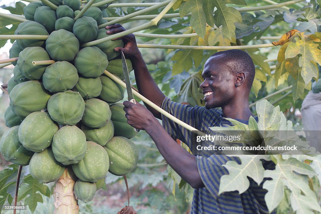 A young peasant picking a papaya