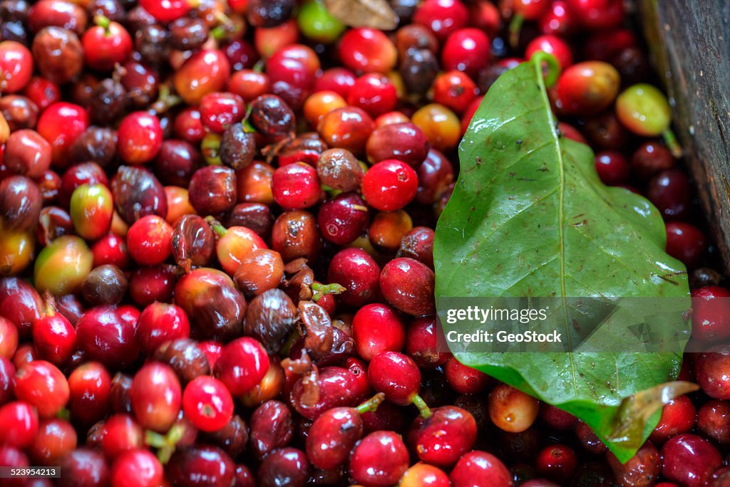 Coffee cherries on the production line
