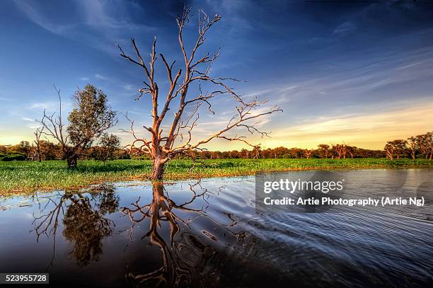 yellow water billabong, wetlands of kakadu, north territory, australia - kakadu foto e immagini stock