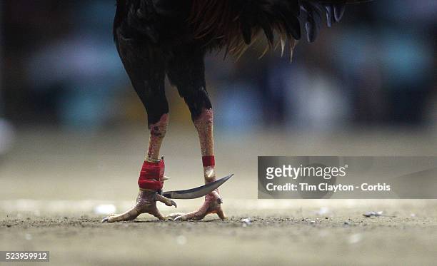Game cock, with a three inch razor sharp blade fastened to its left ankle, prepares to fight to the death with his opponent at the Pasay Cockpit...