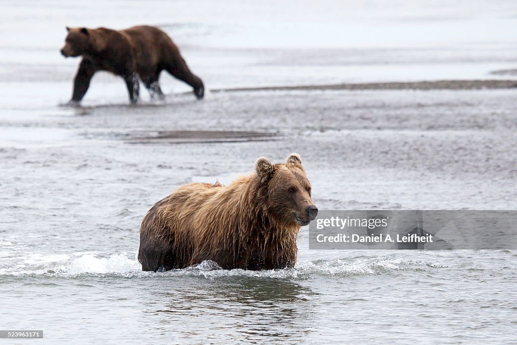 Brown bears