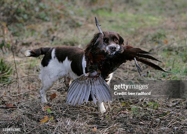 An English Springer Spaniel carrying a pheasant in its mouth during a pheasant shoot in Sherbourne, Warwickshire, England, UK. The pheasant shooting...