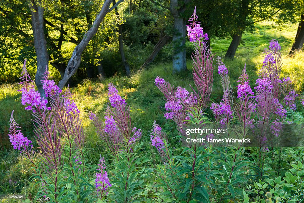 Rosebay willowherb and oak woods