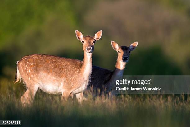 fallow deer at last light - speckled sussex stock pictures, royalty-free photos & images