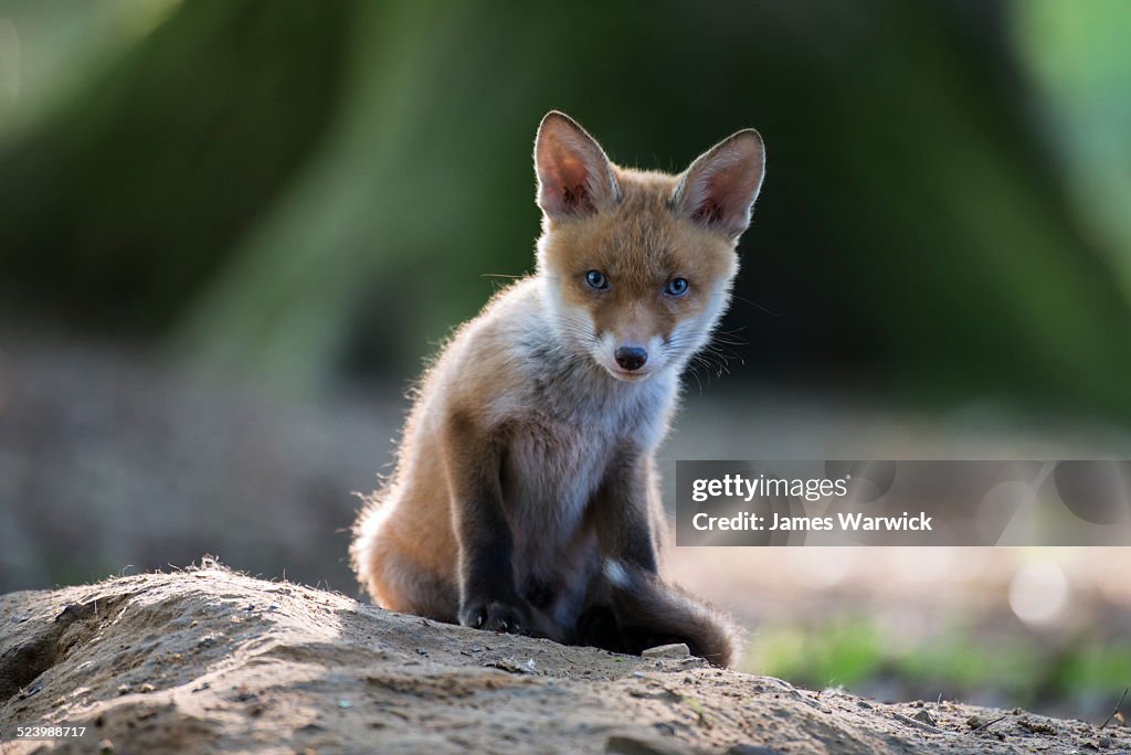 Red fox cub at den