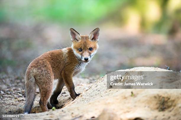 red fox cub at den - cub stock pictures, royalty-free photos & images