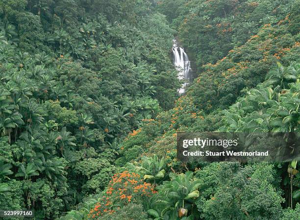 Alexandra palms, African tulip trees grow around Nanue Falls in the tropical rainforest on Hamakua Coast, Hawaii.