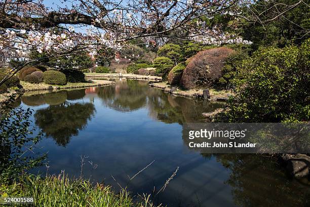 Sakura Cherry Blossoms at Koishikawa Botanical Garden - maintained by University of Tokyo, its purpose is to contribute to research and education in...