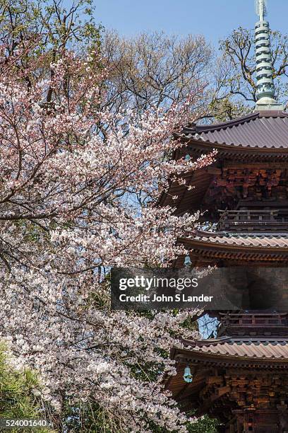 Sakura Cherry Blossoms and Pagoda at Chinzanso - Prince Aritomo Yamagata built a villa here and named it Chinzanso "House of Camellias because of the...