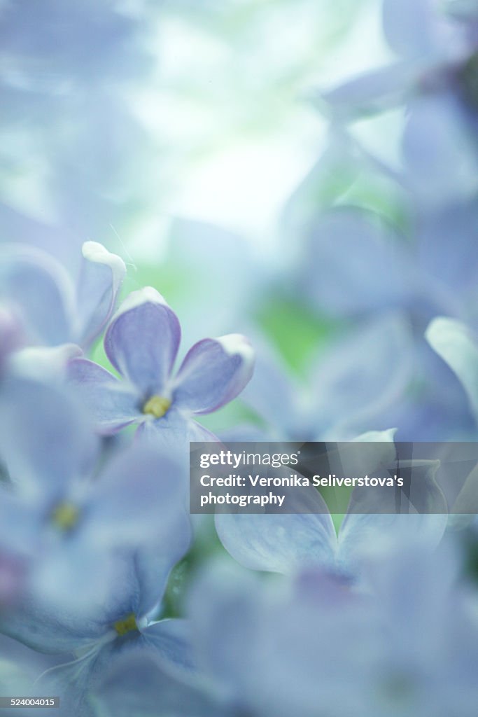 A closeup of lilac flowers