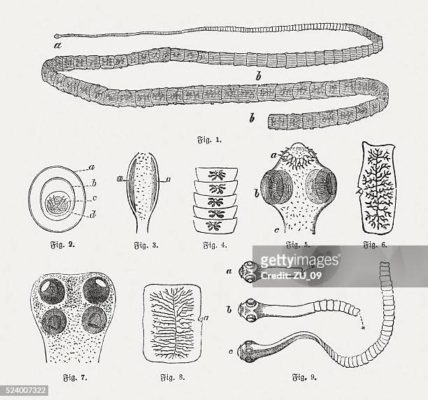 stockillustraties, clipart, cartoons en iconen met tapeworms, wood engravings, published in 1882 - tapeworm