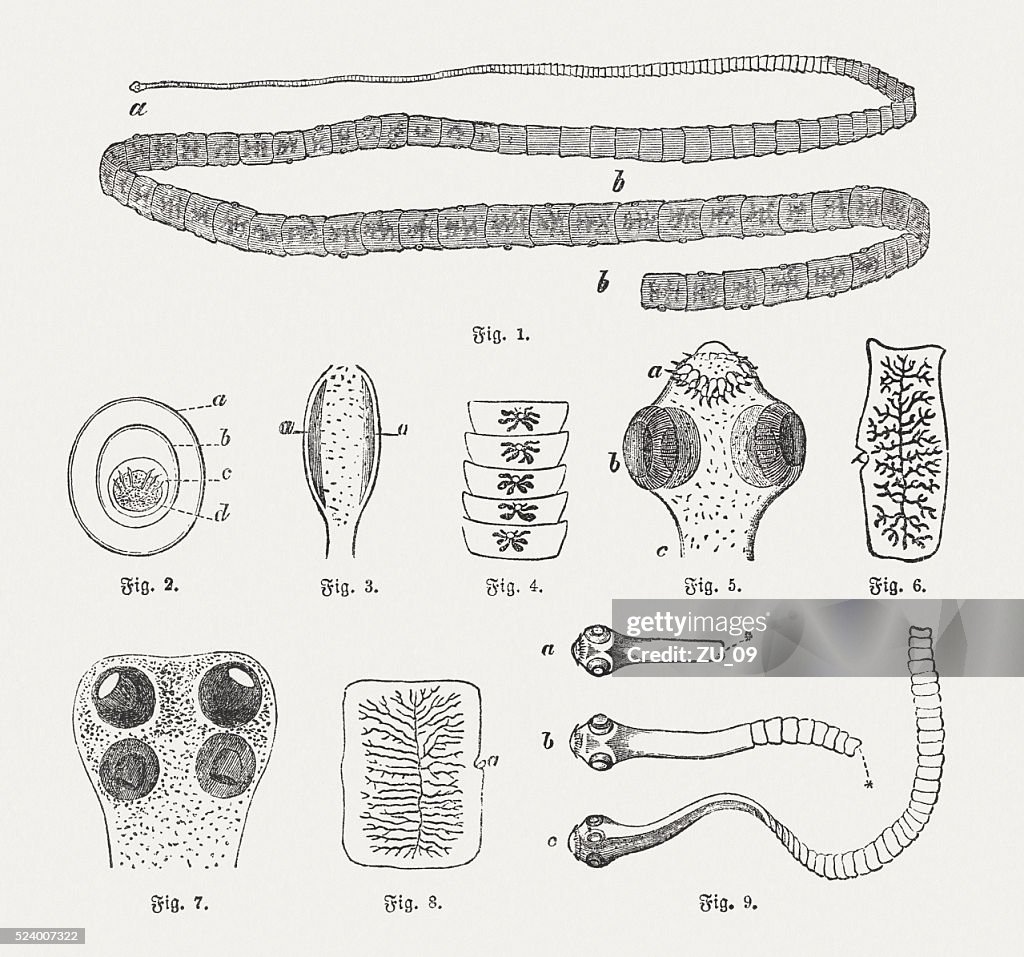 Tapeworms, wood engravings, published in 1882
