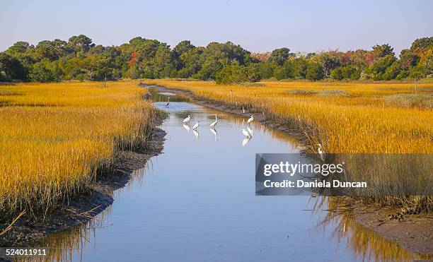 wildlife at kiawah island - estero zona húmeda fotografías e imágenes de stock