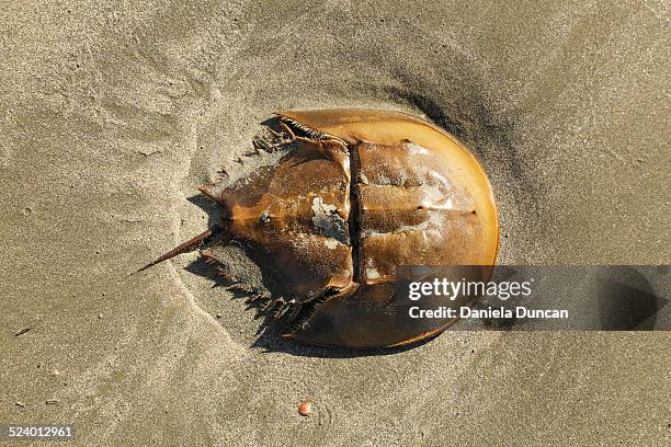 horseshoe crab - granchio reale foto e immagini stock