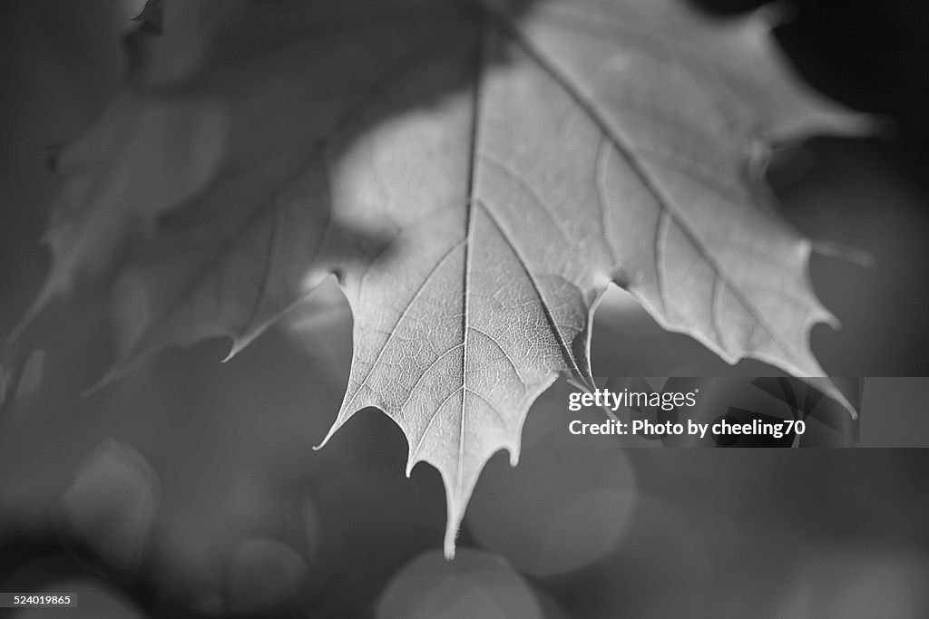 Maple Leaf in Macro