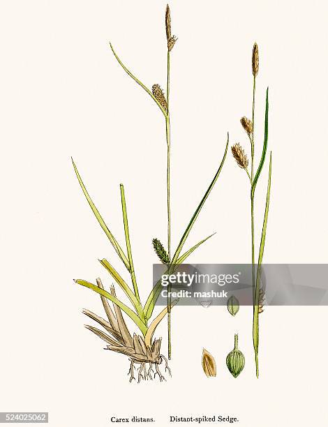 sedge grass scientific illustration - herbarium stock illustrations