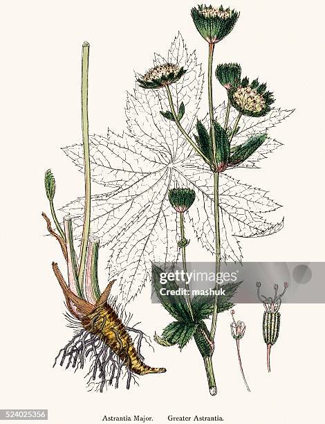 masterwort plant scientific illustration - herbarium stock illustrations