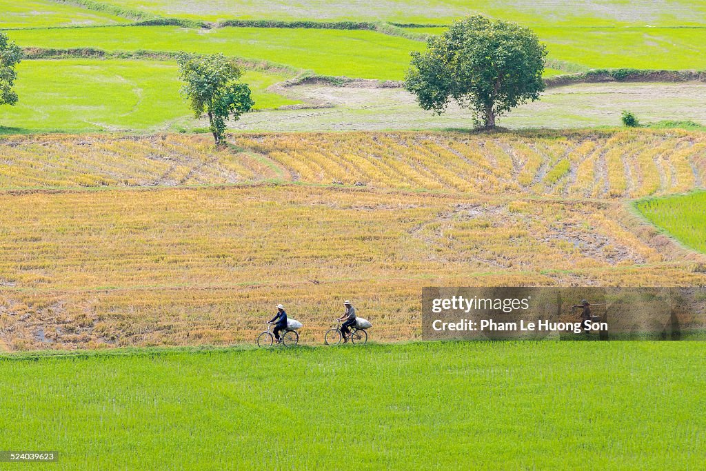 People moving on the paddies of rice