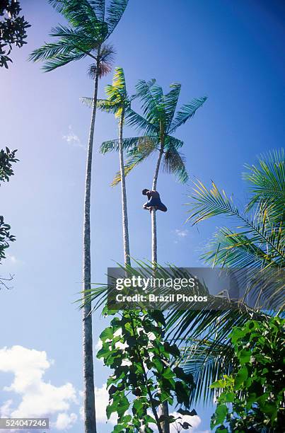 Agroforestry, man picking acai fruits, sustainable work,..., Photo d'actualité
