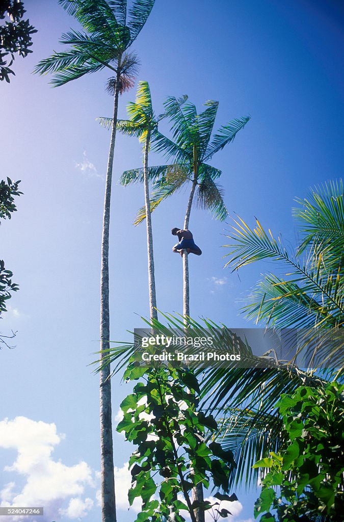 Agroforestry, man picking acai fruits, sustainable work,...
