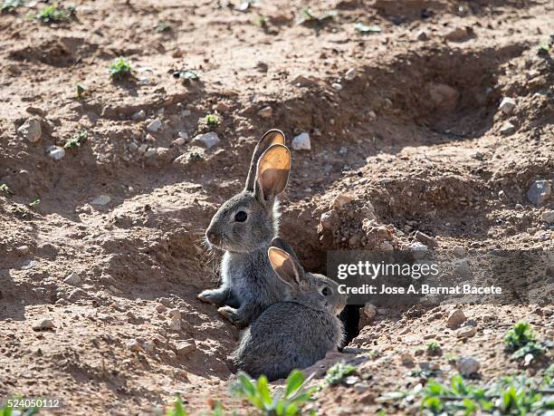 132 Rabbit Burrow Stock Photos, High-Res Pictures, and Images - Getty ...